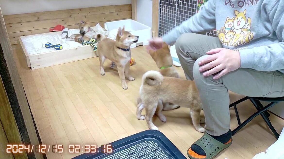 柴犬なつ！子育て生配信【生後97日】柴犬4兄妹の長男出発！！ありがとうむぎ君！元気でね・・・！！！！！