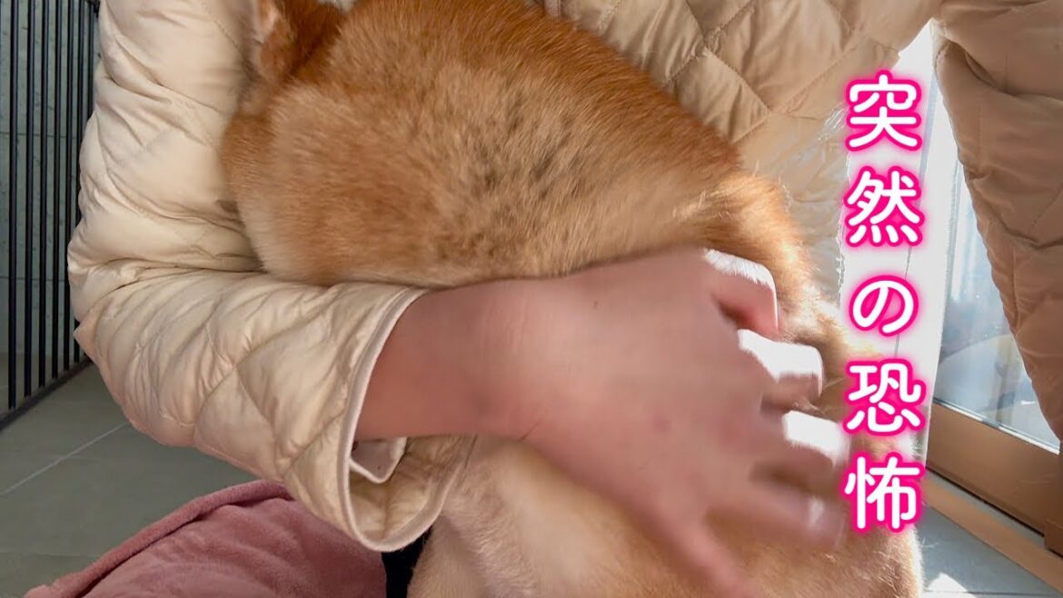 空で響き渡る轟音に恐怖のあまりママの懐に潜り込んで助けてを求める柴犬