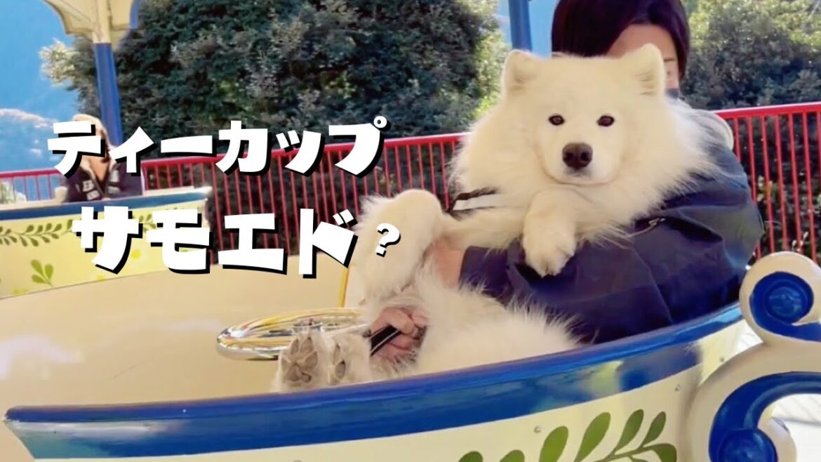 パパと初めてアトラクションデビューする大型犬が可愛い【サモエド