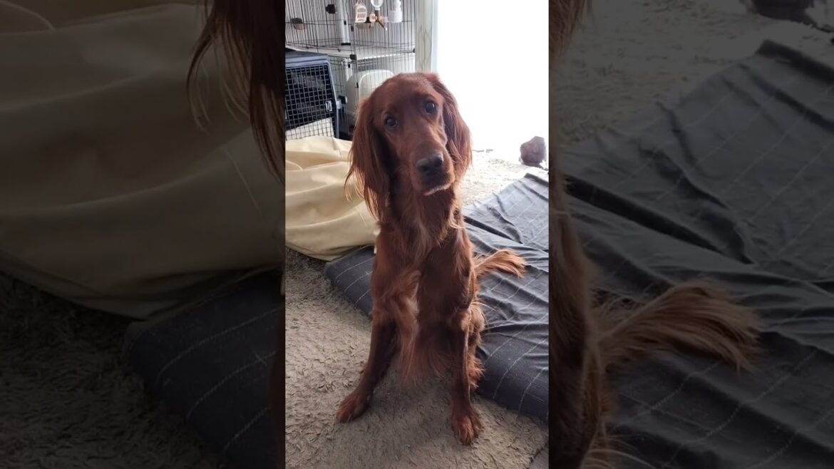 『おさんぽいく？』でブチ上がる犬 #ペット #大型犬 #犬のいる暮らし #irishsetter #irish #アイリッシュセッター