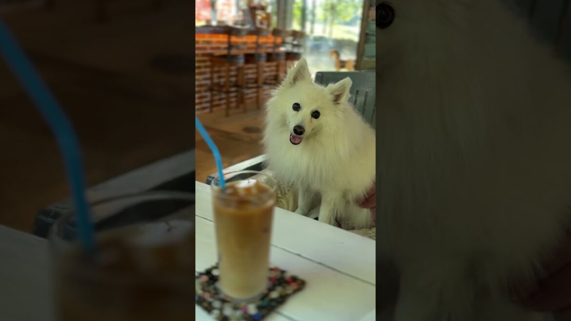 【愛犬OK】 TOKYO CLASSIC CAMP CAFE で休日ランチ  #Shorts #日本スピッツ #千葉市 #カフェ #ランチ