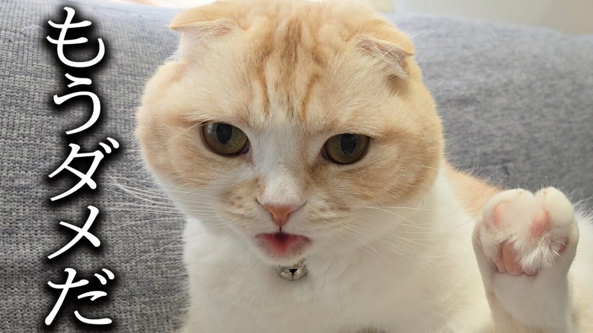 もう僕は発狂しそうです...