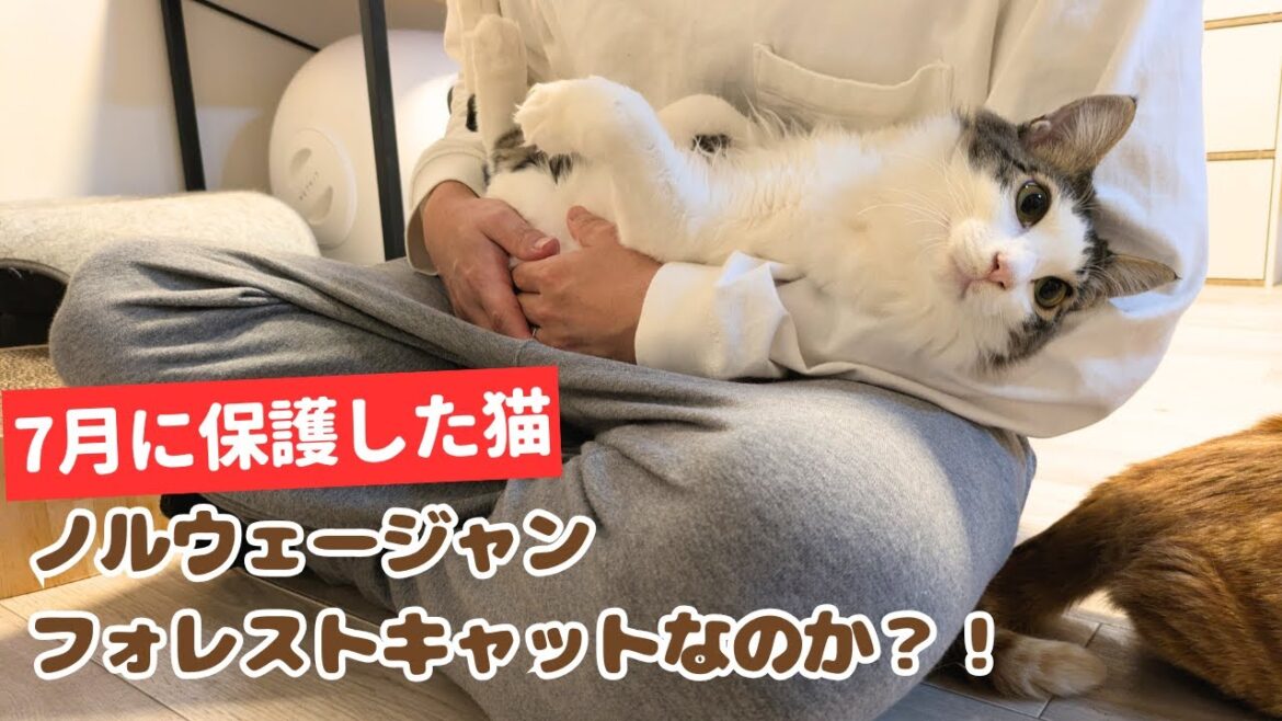保護した猫がノルウェージャンフォレストキャットにしかみえない件 保護した猫がノルウェージャンフォレストキャットにしかみえない件