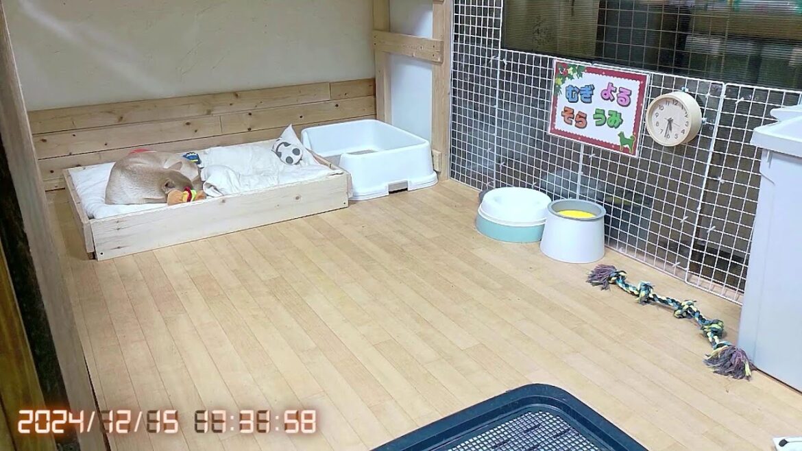 柴犬なつ！子育て生配信【生後97日】むぎ君いってらっしゃい！柴犬4兄妹の別れの朝。