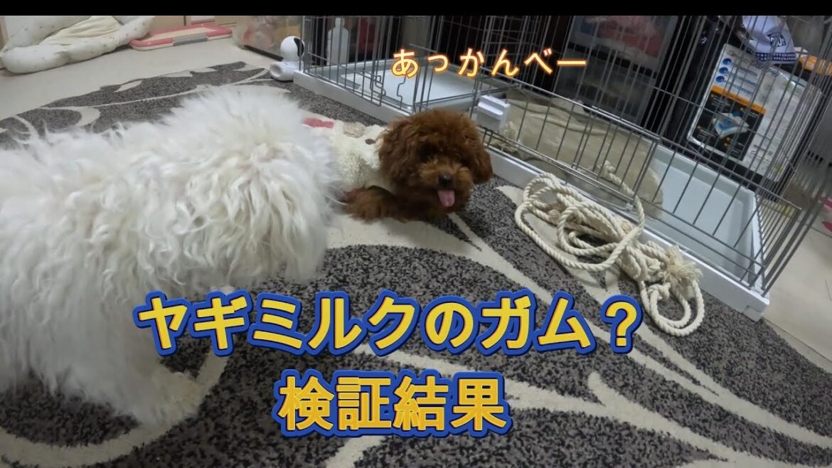 デンタル用おやつのレビュー（トイプードルの梅はオヤツを奪いに来るビションフリーゼの桃から自分のオヤツを守れるか？桃の執念の前に..最後は）