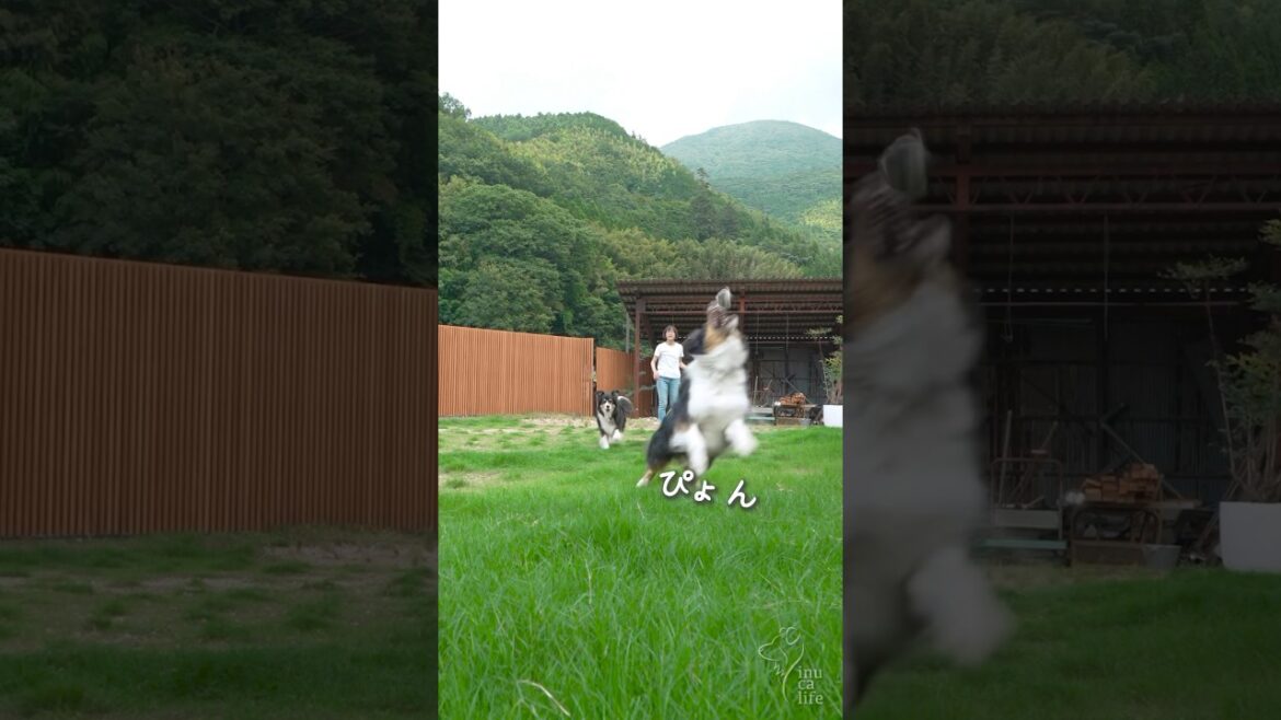 お庭で楽しそうに遊ぶボーダーとオゥシー #ボーダーコリー #オーストラリアンシェパード #dog