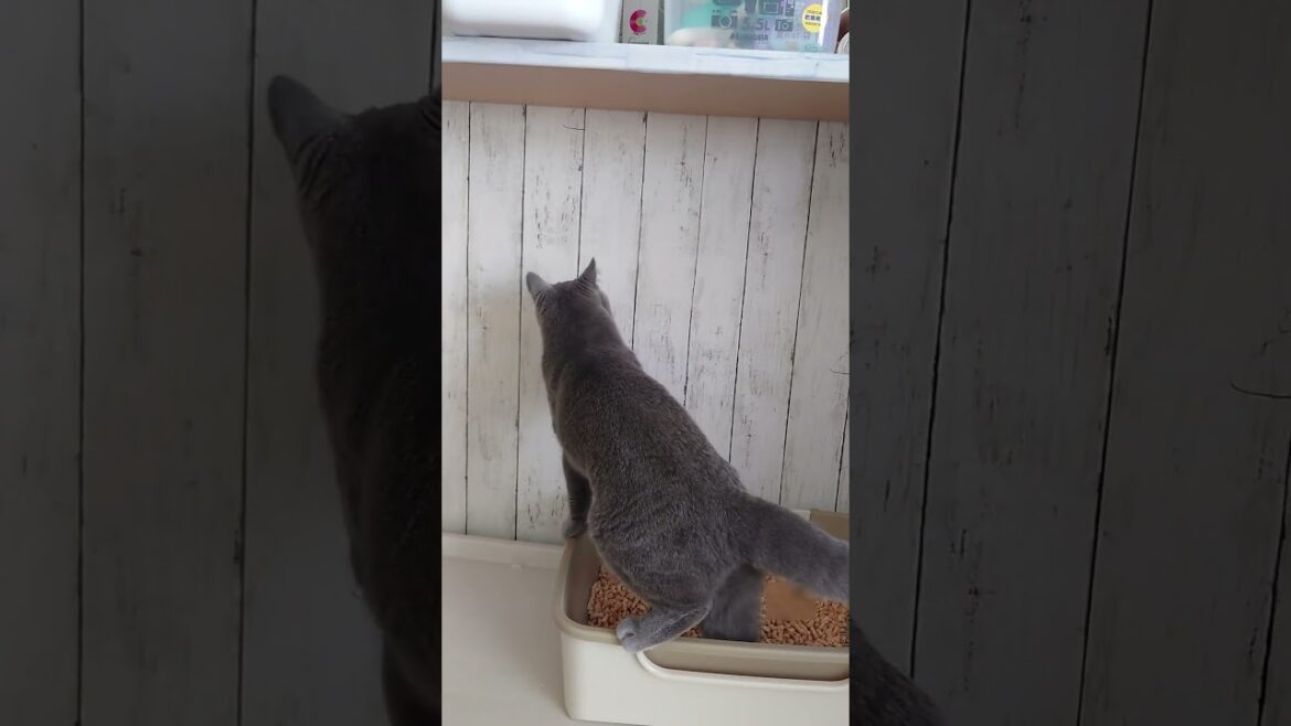 【猫動画】どこまで砂かきするの? #shorts #猫 #ネコ #シャルトリュー #cat #ねこ #保護猫 【猫動画】どこまで砂かきするの? #shorts #猫 #ネコ #シャルトリュー #cat #ねこ #保護猫