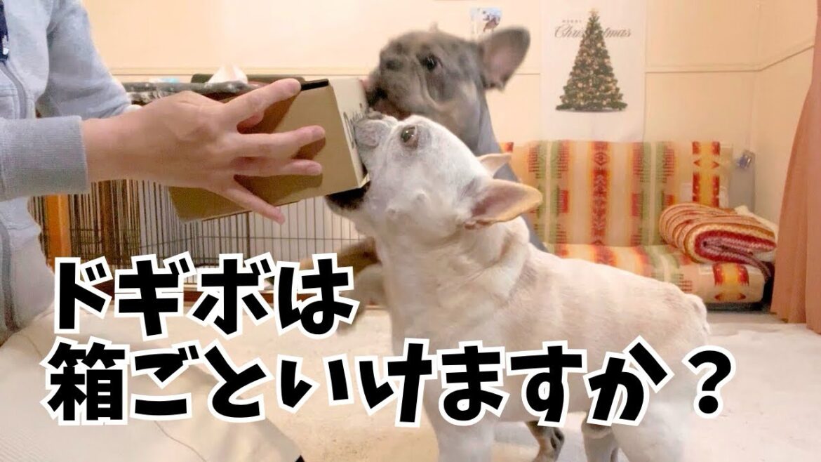 【Doggy Box】って何？箱ごといけるの？／Ａ. いいえ。決して箱は食べないでください。