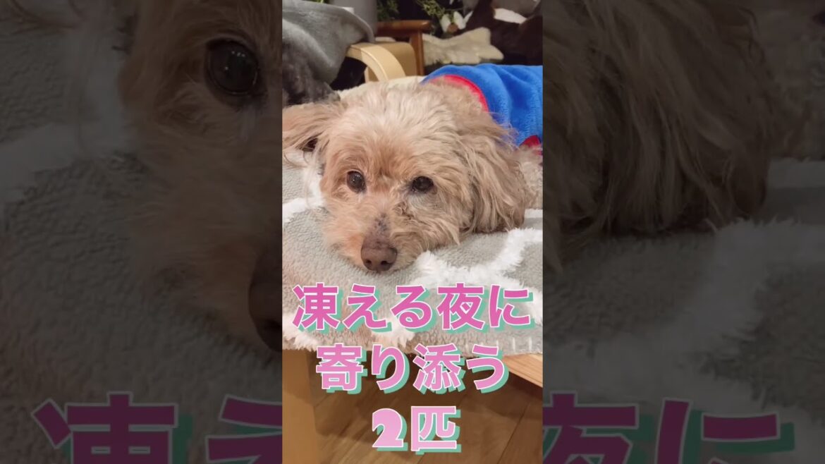 寒い時だけ仲良しだね