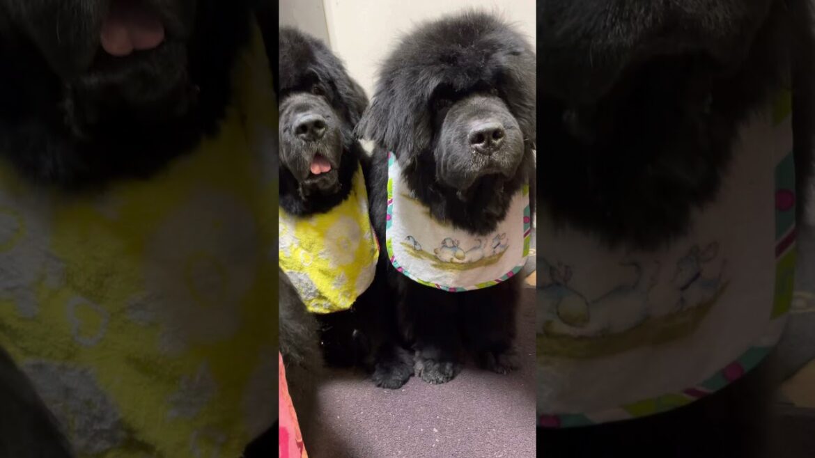 【ご飯待ち中】　bigdog #超大型犬 #newfoundlanddog #大型犬 #ダルメシアン