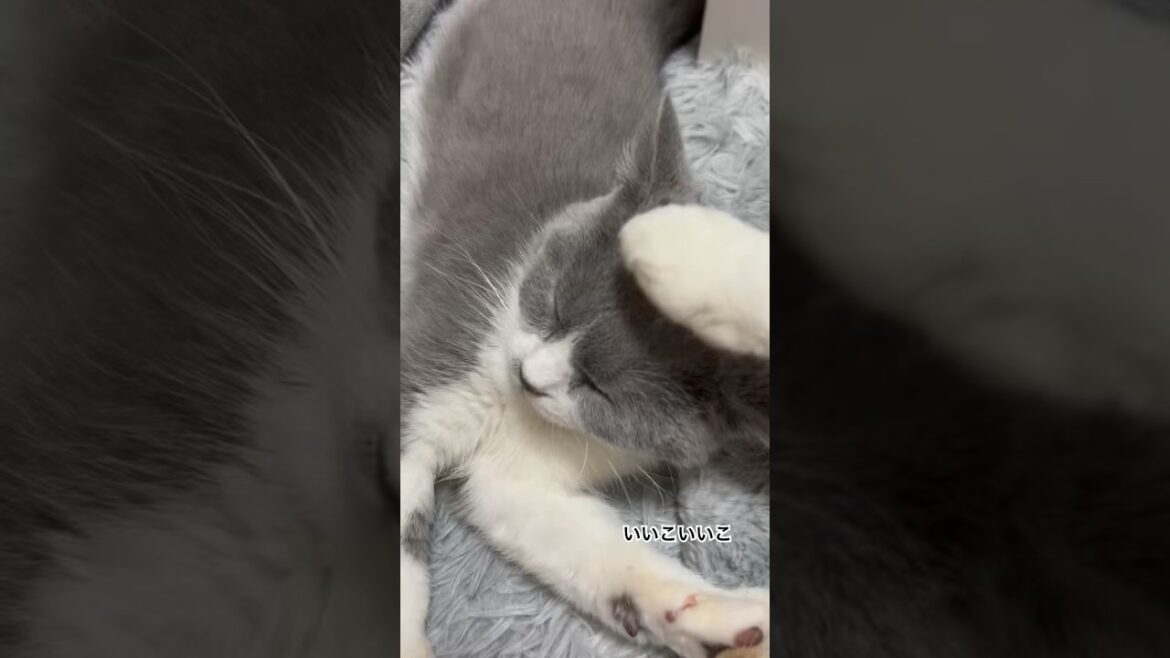 #ブリティッシュショートヘアー #子猫 #cat