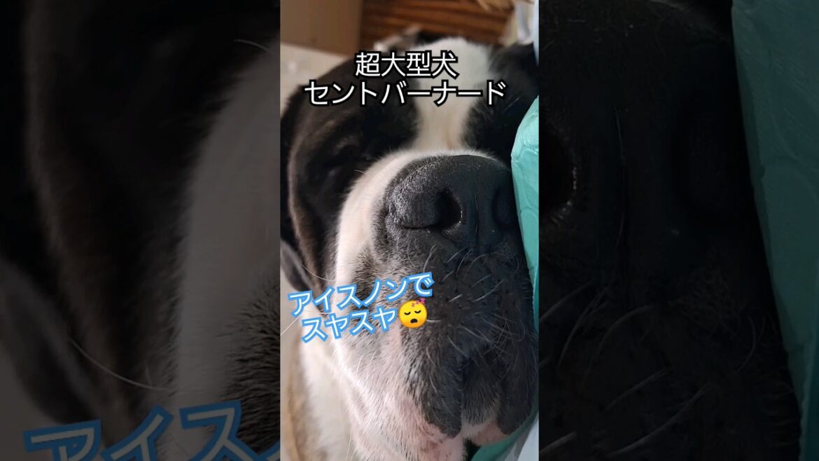 起こさないように接近してみた🐶💤#犬 #セントバーナード #shorts