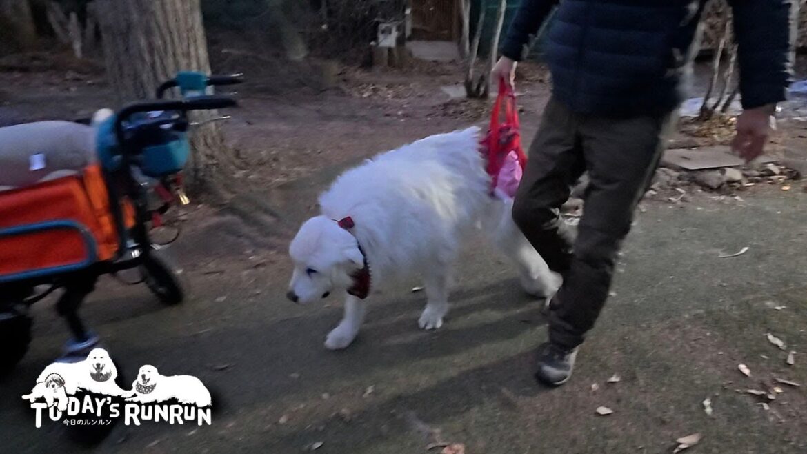 お散歩が楽しみでルンルン号ミニEVまで張り切って歩くルンルンです　Great Pyrenees　グレートピレニーズ
