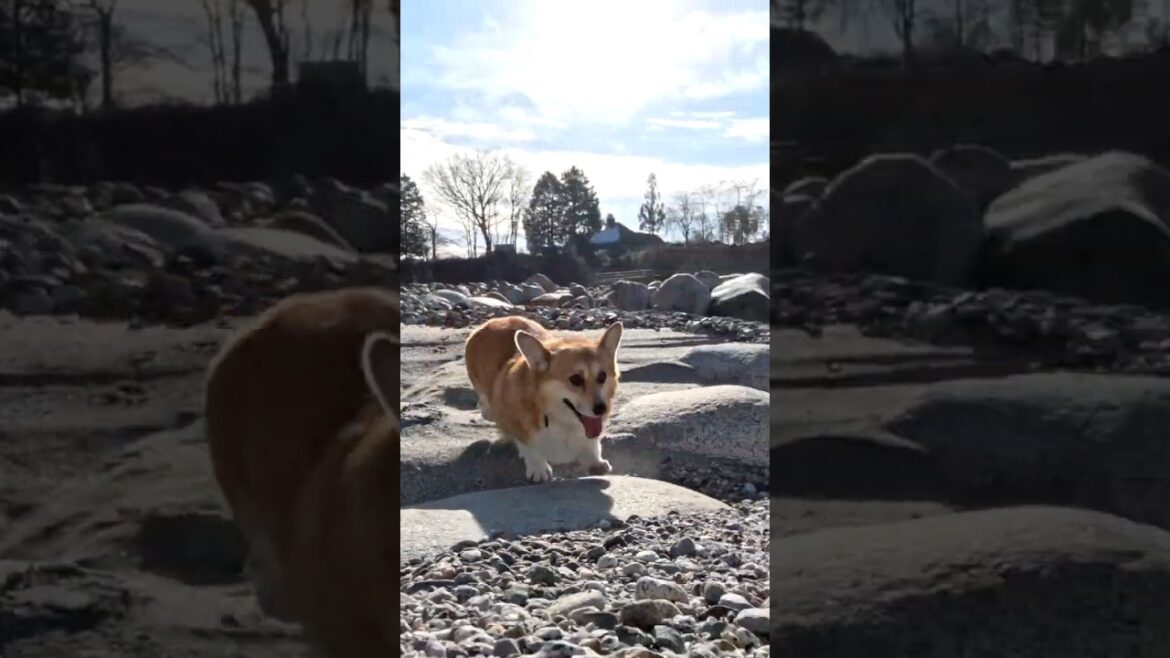 河原を嬉しそうに歩き回るコーギー / A corgi happily walking around the riverbed #corgi #コーギー #サクラ
