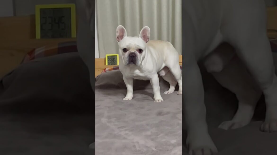 深夜こっそりやってたチンスリがバレて落ち込む犬！#shorts