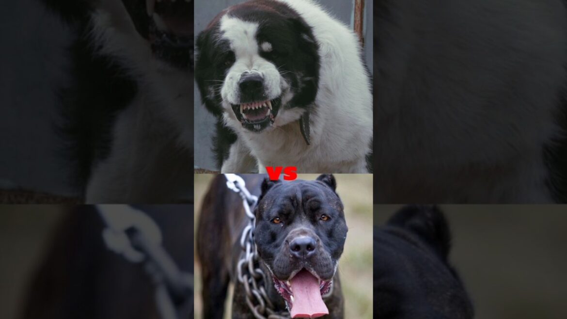 ALABAI VS TURKISH KANGAL,BANDOG,NEOPOLITAN MASTIFF,ENGLISH MASTIFF