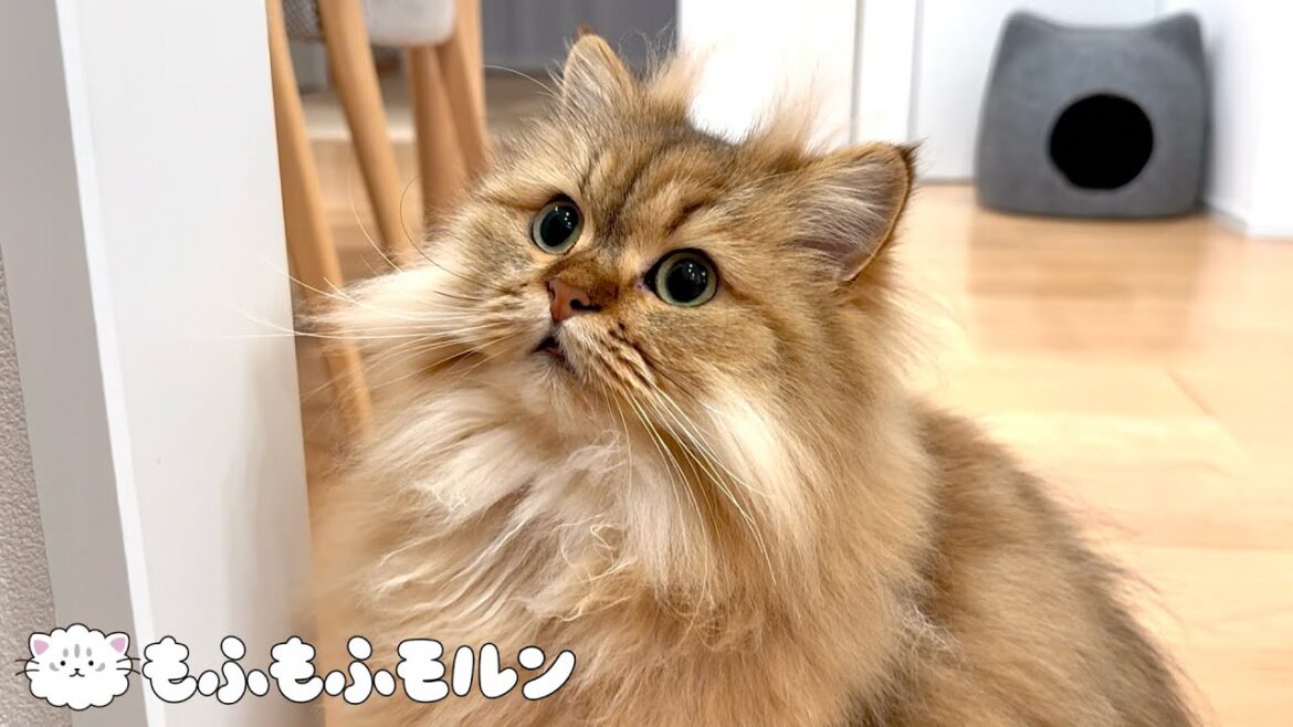 猫のどこが変化したか分かりますか？ 【サイベリアン】