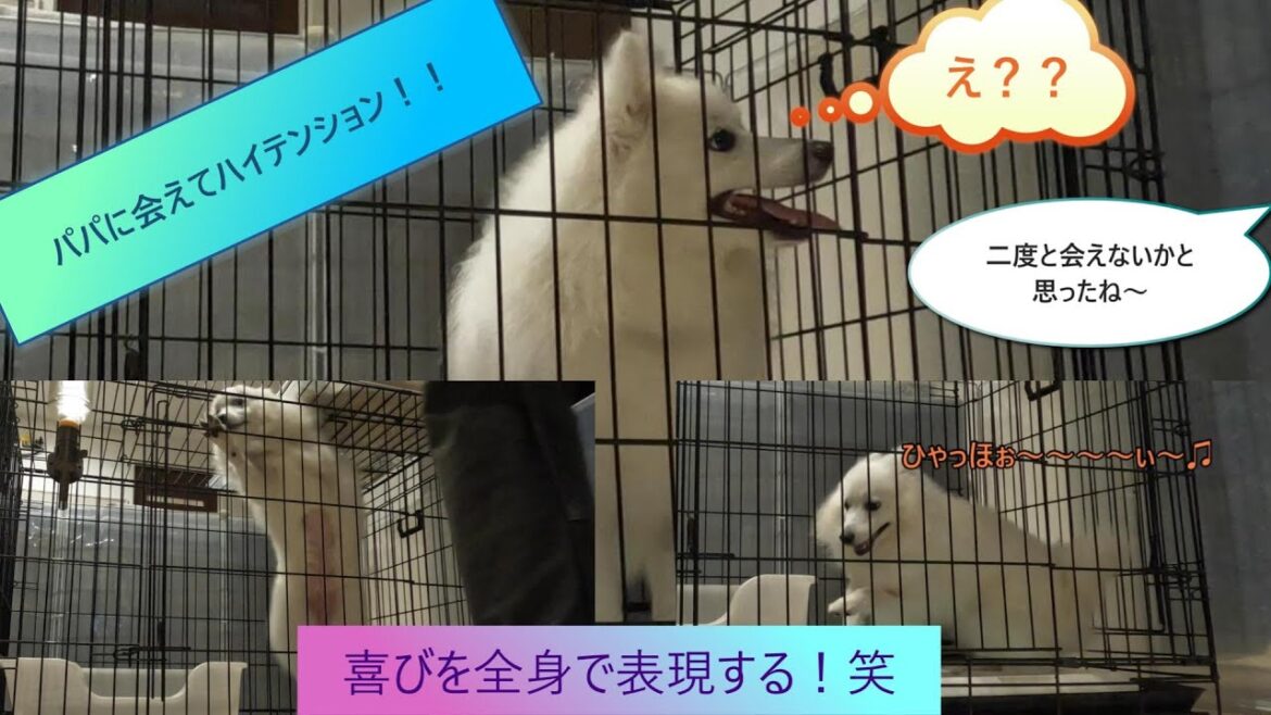 【日本スピッツ】パパの帰宅に大喜び！