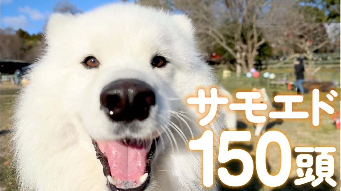 サモエドが150頭集まるオフ会に参加したらどこ見てもモフモフすぎて悶絶しました…
