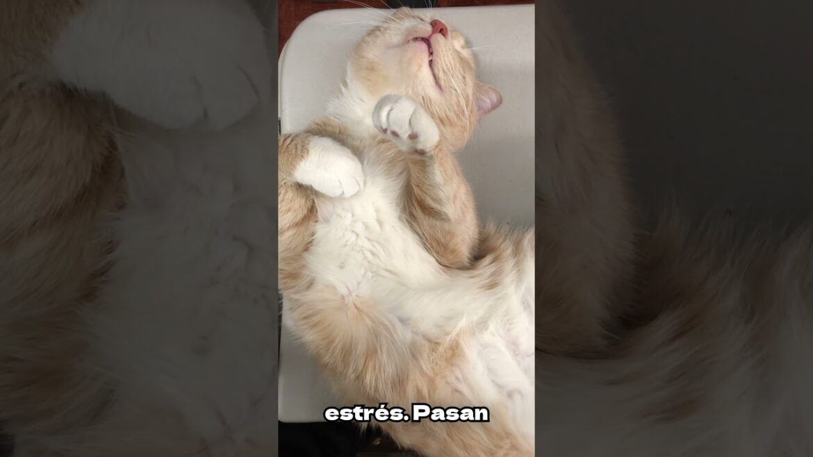 curiosidades de los gatos