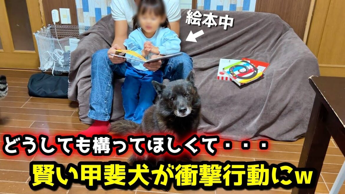 構って欲しすぎて、賢い甲斐犬が考えた作戦が面白すぎましたw