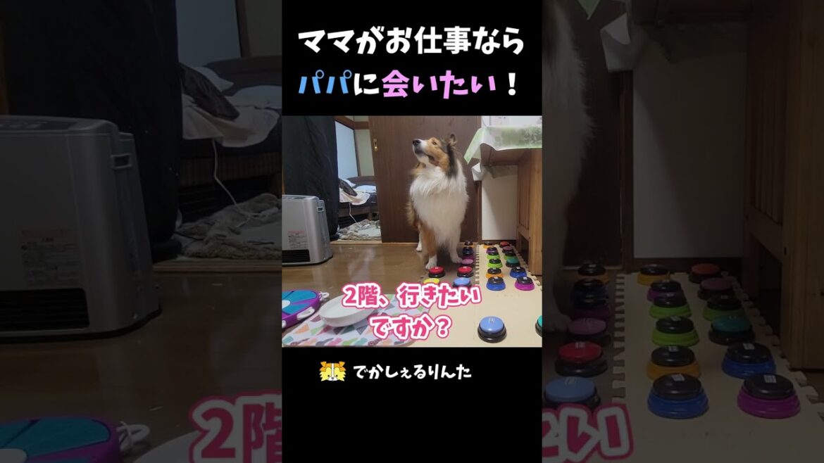 ママがお仕事ならパパに会いたい！【会話ボタンでしゃべる犬】 #shorts #dog