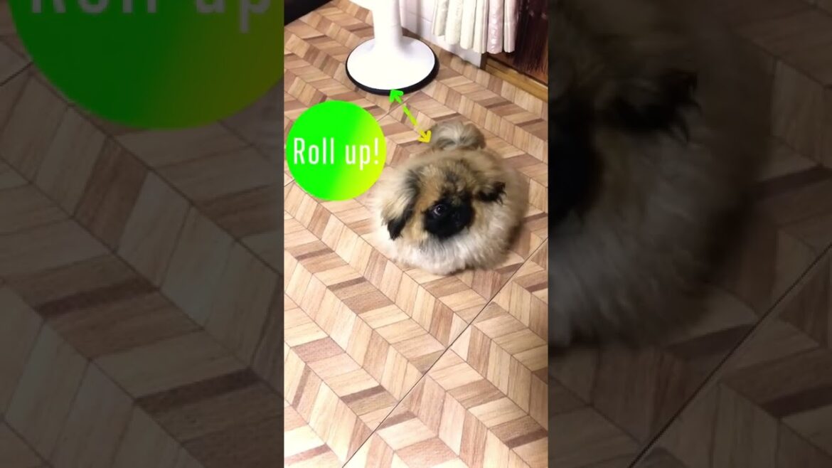 まんまる犬！ペキニーズ　This dog is too round! pekingese