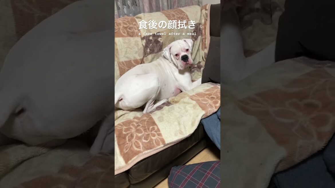身だしなみを整える犬　ボクサー犬