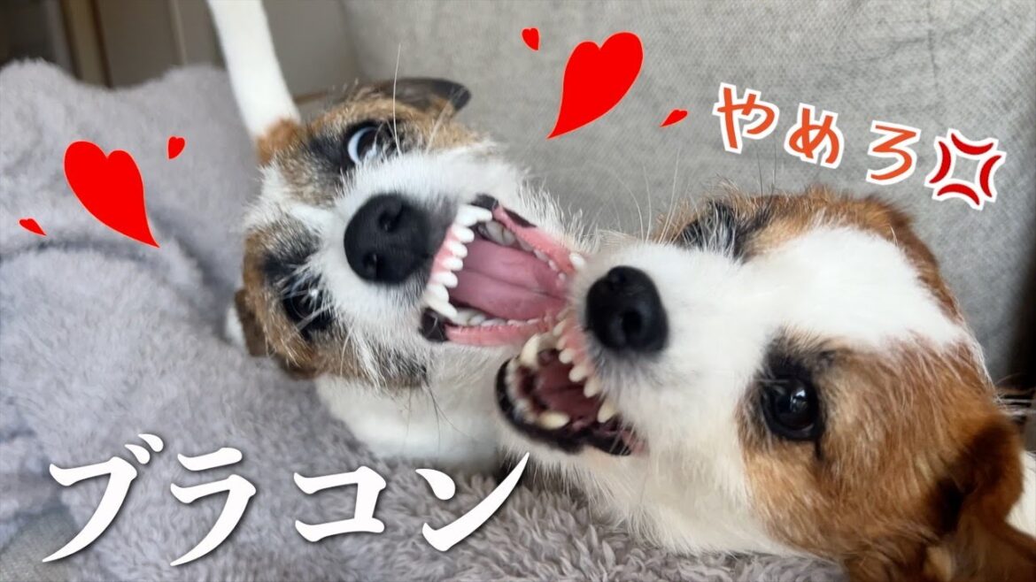 【多頭飼い】兄犬が好きすぎてずっと構ってほしいブラコン子犬/ジャックラッセルテリア