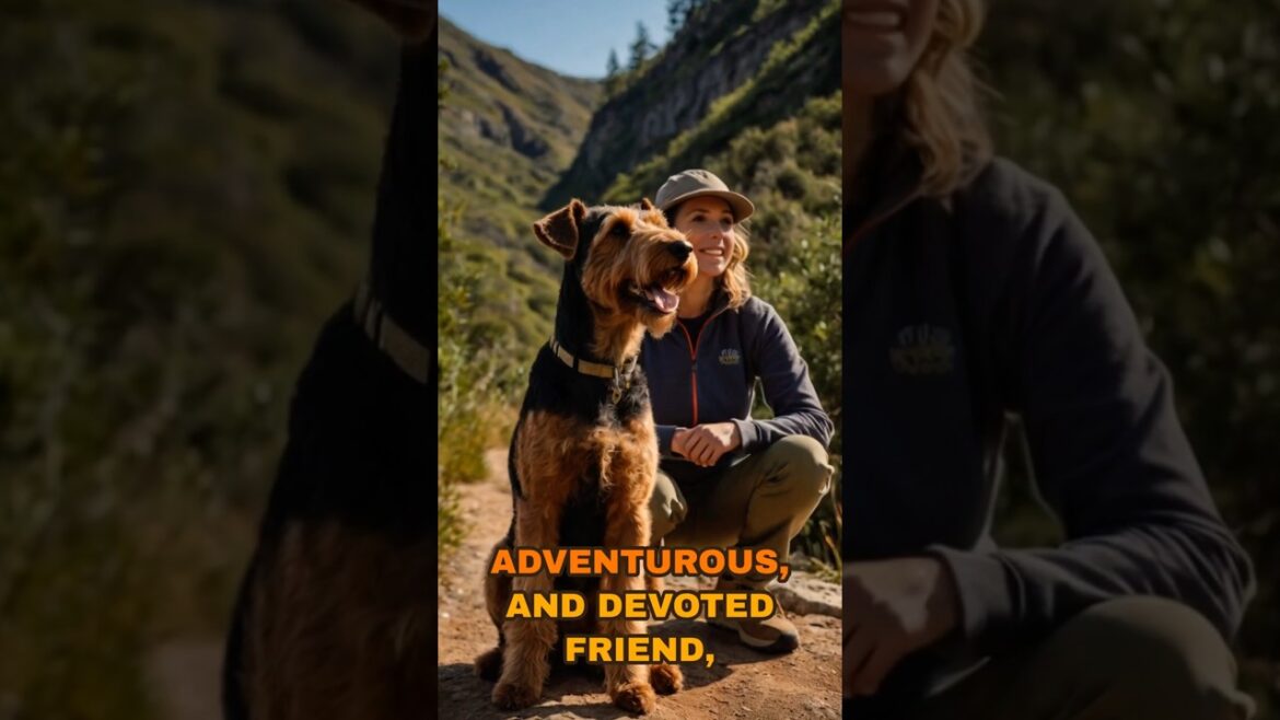 Meet the Airedale Terrier #intelligentdog #huntingdog #familydog