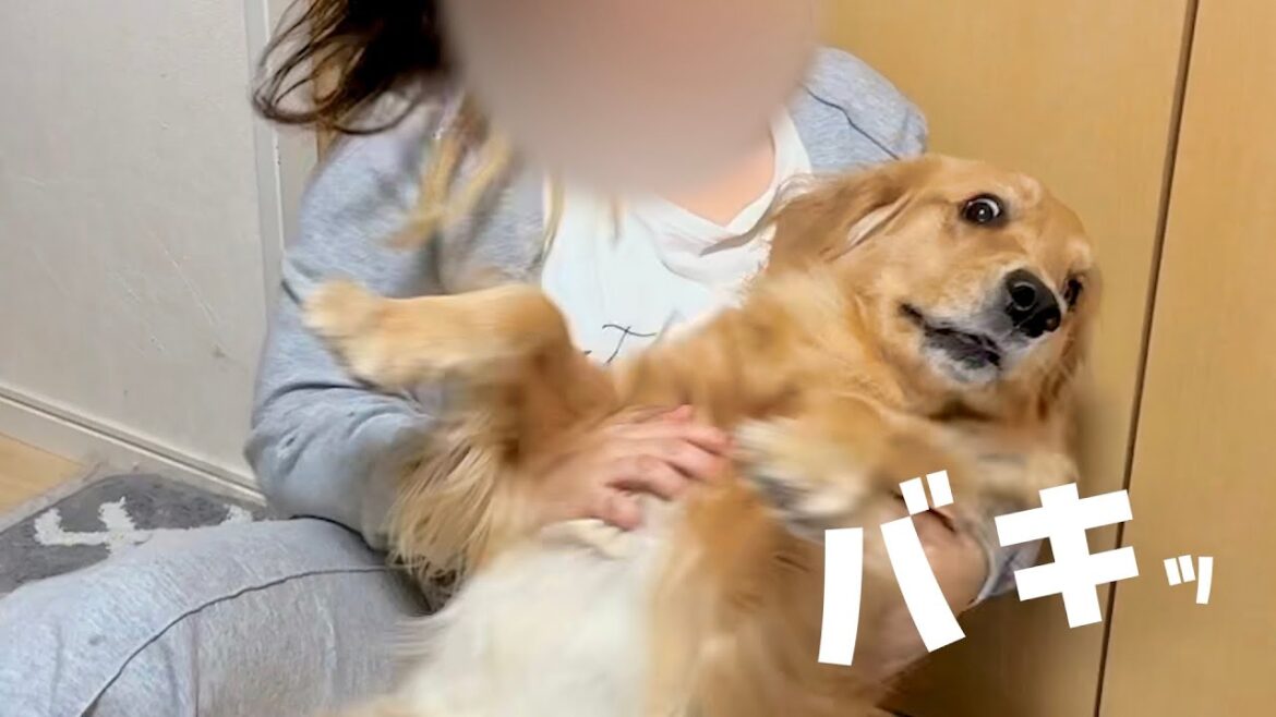 1週間ぶりの再会が嬉しくて暴れた犬が家を破壊しましたww【ボーダーコリー•ゴールデンレトリバー】 1週間ぶりの再会が嬉しくて暴れた犬が家を破壊しましたww【ボーダーコリー•ゴールデンレトリバー】