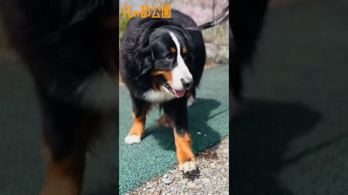 山中湖 花の都公園にバーニーズマウンテンドッグと行く！