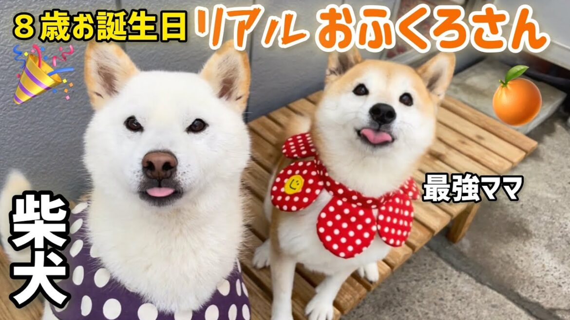 柴犬最強ママが8歳誕生日に興奮したらリアルおふくろさんになってました(笑)
