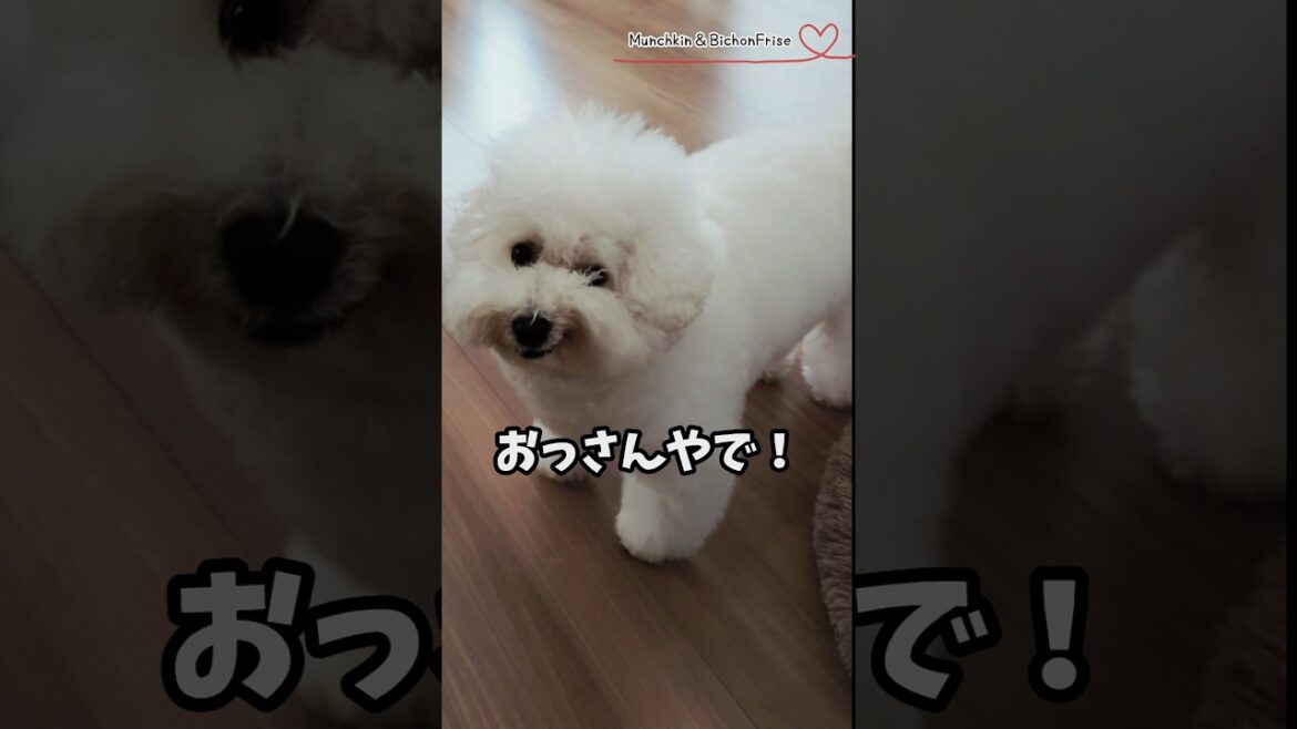 【ビションフリーゼ】ぼく、赤ちゃんちゃうで、おっさんやで！ 【犬と猫、両方飼ってると毎日かわいい♥】