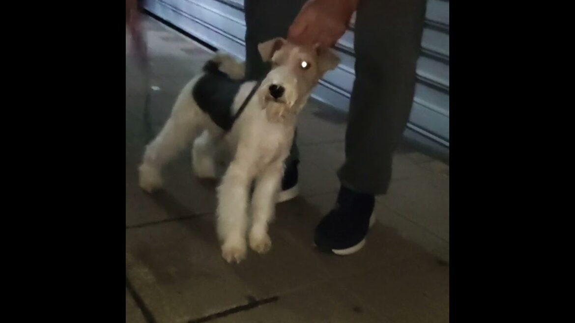Fox terrier Resnik Leap of Faith