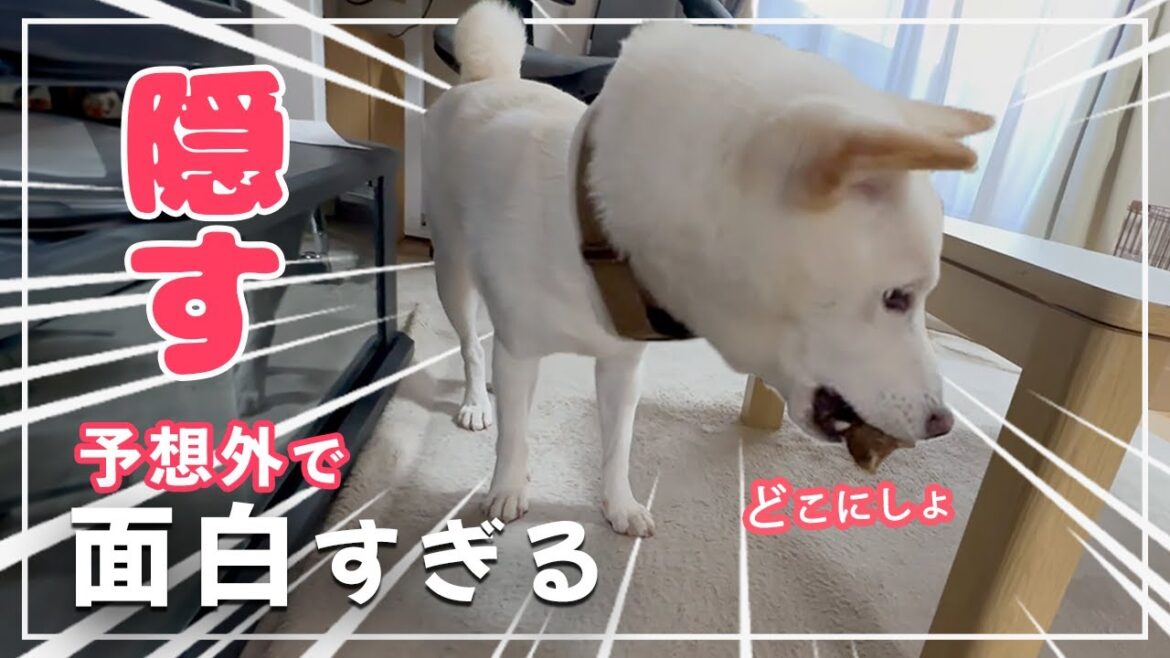 【えっそこ!】柴犬が鹿のひづめを隠した場所がツッコミどころ満載すぎた!! 【えっそこ!】柴犬が鹿のひづめを隠した場所がツッコミどころ満載すぎた!!
