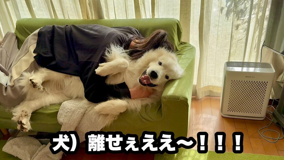 お風呂が嫌いすぎて駄々こねまくりの超大型犬【祖母最強？編】