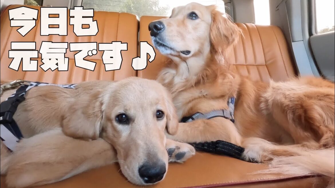 【大型犬ゴルパピのいる生活#41】面白可愛いゴールデンレトリバー姉妹の1日