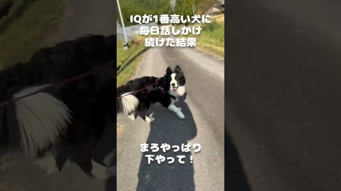 IQが一番高い犬に毎日話しかけ続けた結果 IQが一番高い犬に毎日話しかけ続けた結果