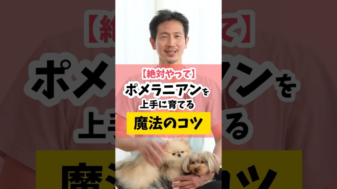 ポメラニアンを上手に育てる魔法のコツ #犬のしつけ #犬#ポメラニアン