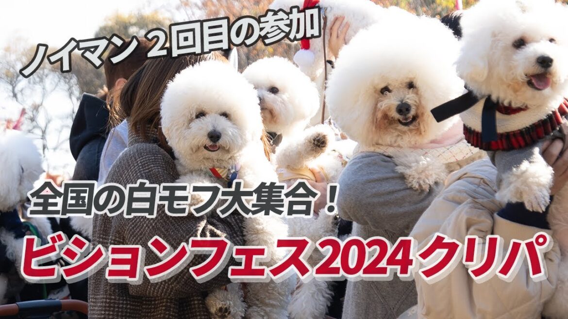 【白モフ集結！】ビションフリーゼフェスティバル2024クリパに行ってきたよ！