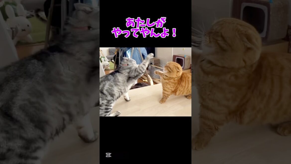 久しぶりの伝統の一戦！ #猫 #マンチカン #shorts