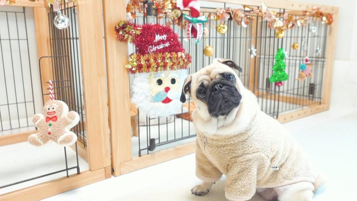 クリスマスの準備は人もパグもワクワクなんです。Christmas preparations are exciting for both people and pugs.【パグ、pug】 クリスマスの準備は人もパグもワクワクなんです。Christmas preparations are exciting for both people and pugs.【パグ、pug】