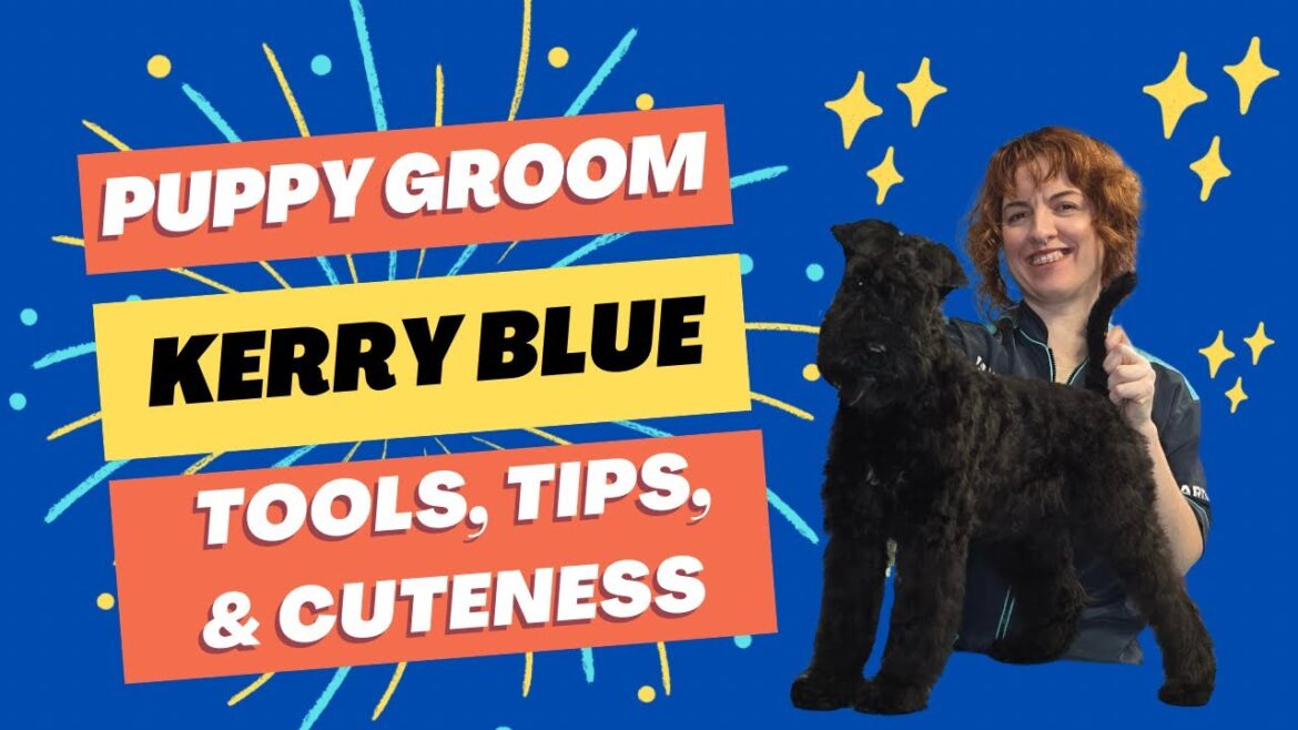 How to Groom a Kerry Blue Terrier: A Guide to a Beautiful Coat