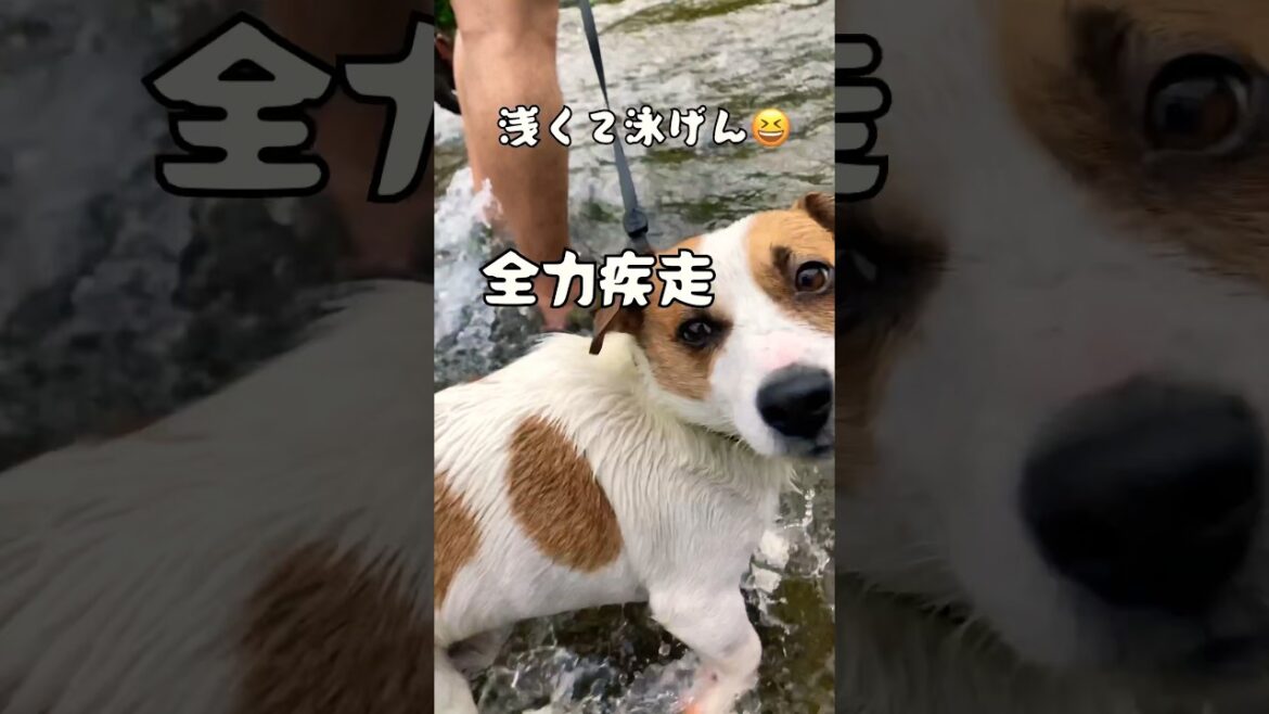 浅瀬の川を走り抜けるジャックラッセルテリアがかわいい　#あしゅらご #shorts