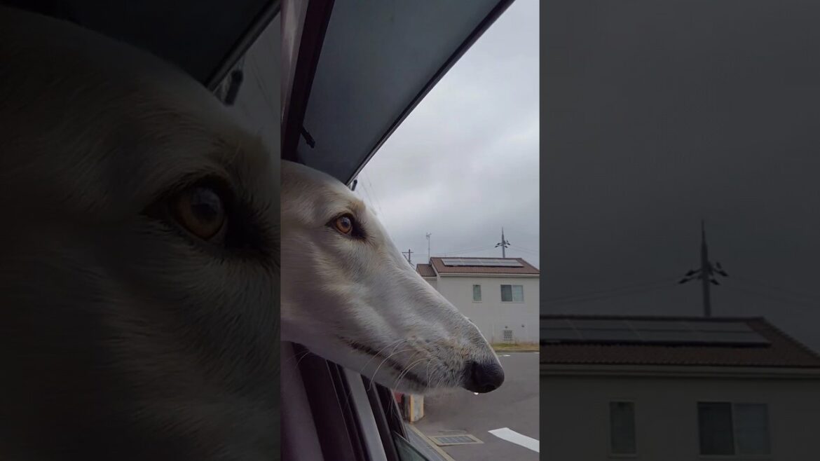 鼻水ぽたぽた ボルゾイ🐕💧 Snot Spoon Borzoi