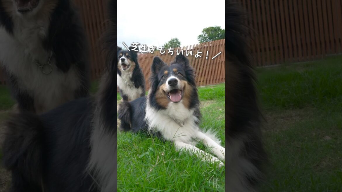 お庭でくつろぐオゥシーとボーダーが可愛い #ボーダーコリー #オーストラリアンシェパード #dog
