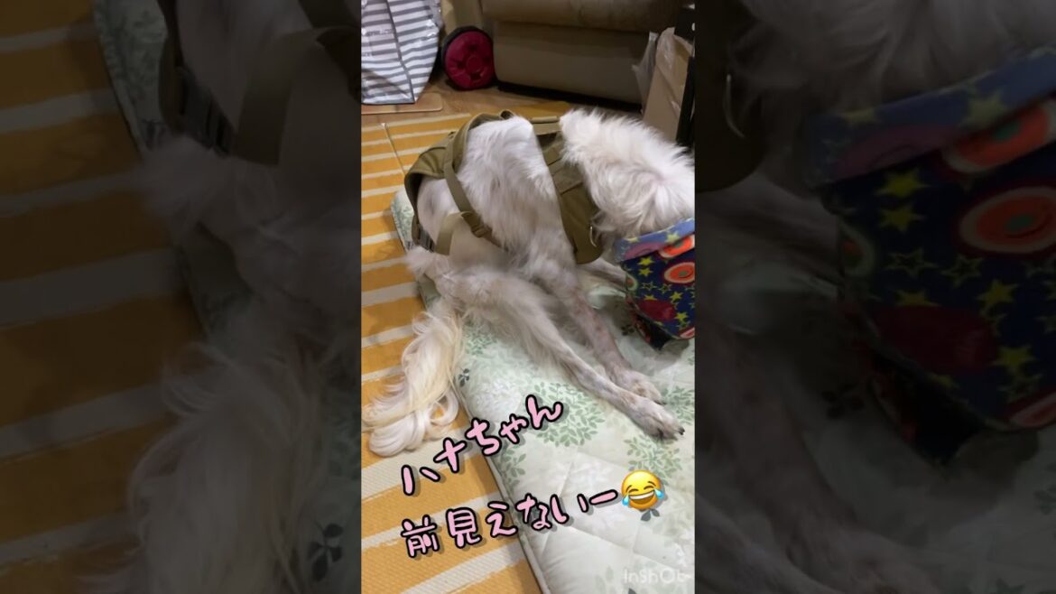 シニア犬ハナばっちゃま〜 スヌードズレてきた！見えないよぉー⁉︎  笑 【イングリッシュセッター】 #Shorts