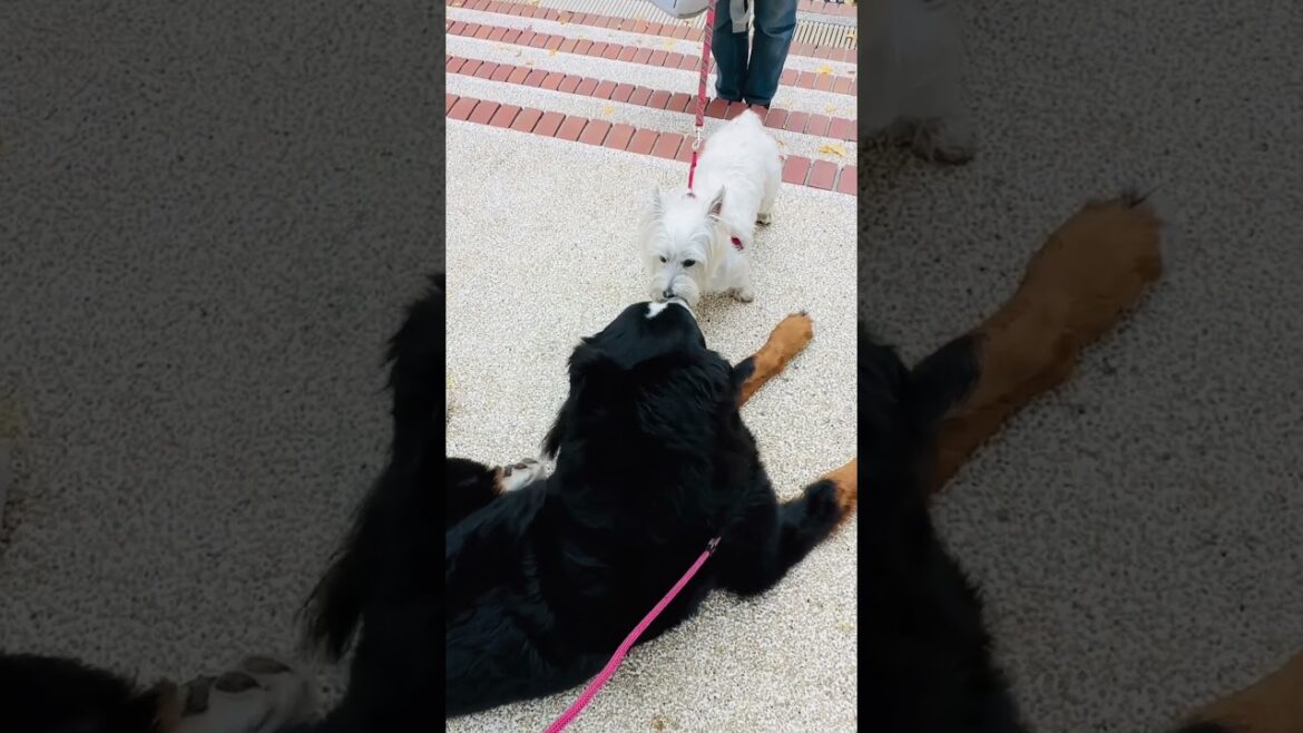 【街のお友達】ウエストハイランドホワイトテリアちゃんとバーニーズマウンテンドッグ