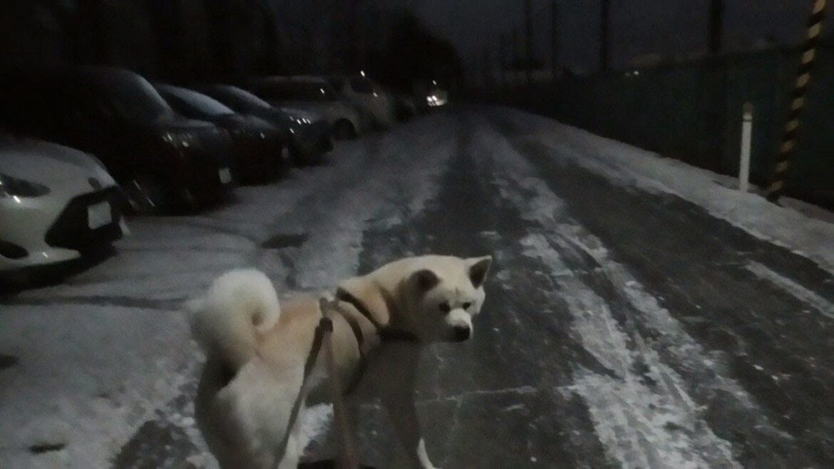 【秋田犬ゆうき】朝のお散歩はホワイトスノーを踏みしめ歩く理想とは違う氷ガリガリの世界です【akita dog】